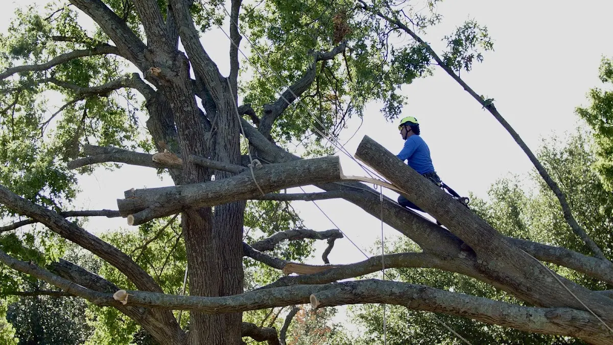 Professional Crown Thinning performed by certified arborists in Hedley